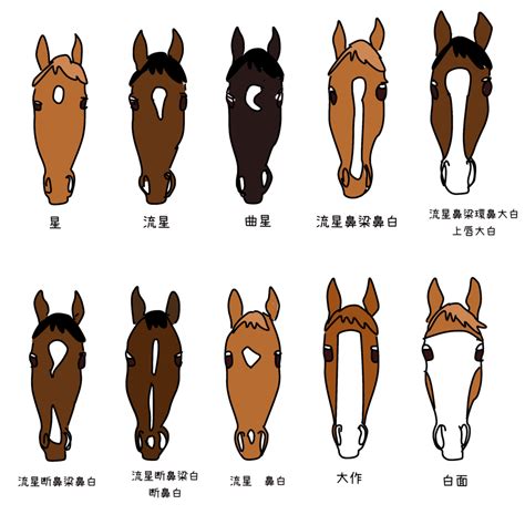 馬星|馬の特徴：顔のマーキング